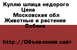 Куплю шпица недорого › Цена ­ 8 000 - Московская обл. Животные и растения » Собаки   